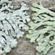 Parmeliopsis hyperopta ambigua